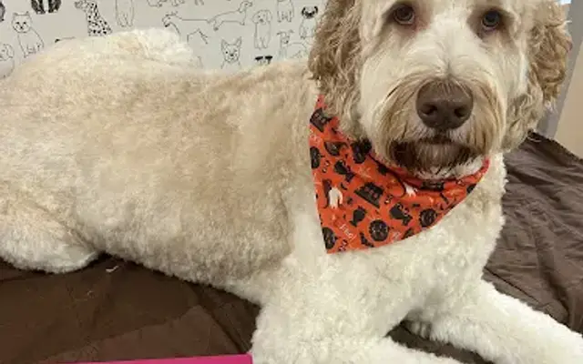 Pawsitively Precious Grooming in Aylett, VA