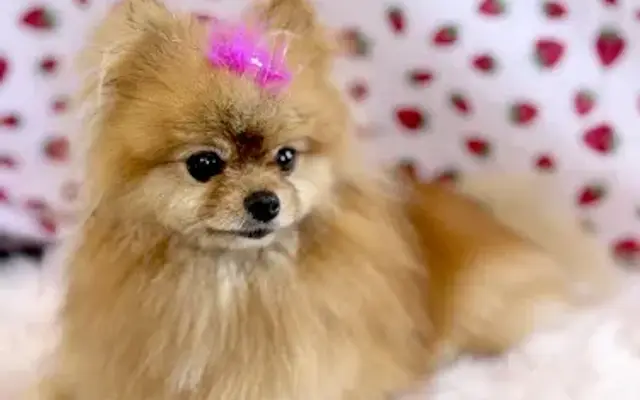 Diamond V Pet Grooming in Dewey, AZ