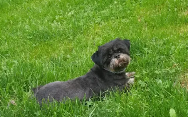 Happy Family Dog Grooming in Bean Station, TN