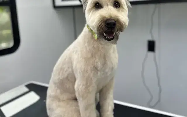 Peachy Pups Mobile Styling in Meridian, ID