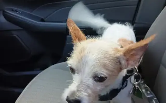 Day's Pet Grooming in Defuniak Springs, FL