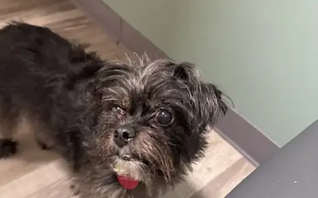 Wil-O-Paw Animal Hospital in Coloma, MI