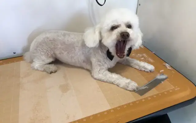 Gorgeous Dog's Inc in Hallandale Beach, FL