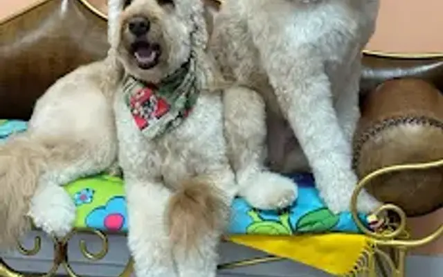 The Dapper Doodle Pet Salon & Self-Serve Dog Wash in Stoneham, MA