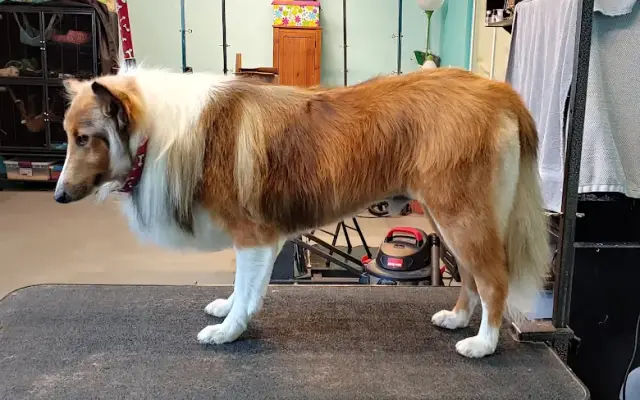 Beai's Grooming Salon LLC in Greeley, CO