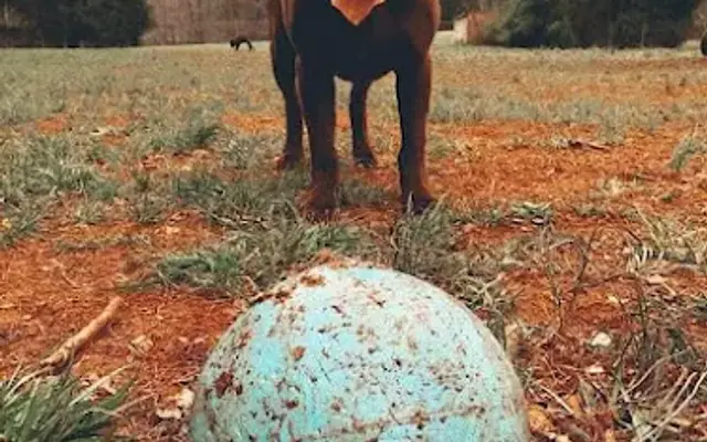 Dogwood Kennels and Cattery in Catawba, NC