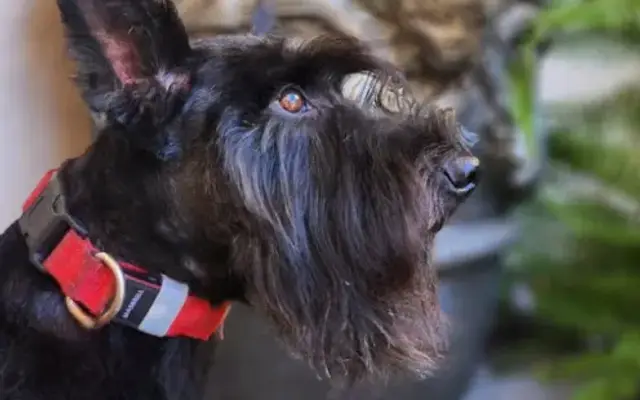 Luxe Mobile Pet Grooming in San Diego, CA