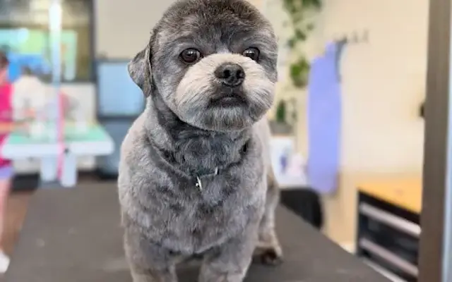 Sunshine Shears Pet Grooming LLC in Boise, ID