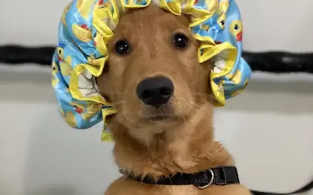 Bubble Tubs for Dogs in Kennesaw, GA