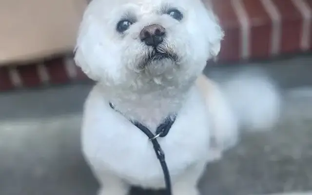 Soggy paws grooming & Training in Gresham, OR