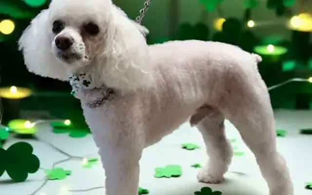 Grooming by Laurie in Murfreesboro, TN