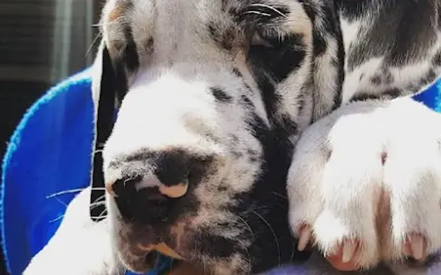Atkinson Great Danes in Round Rock, TX