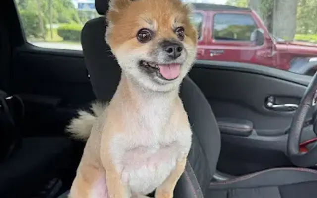 Mount Dora's Bark Avenue in Mt Dora, FL