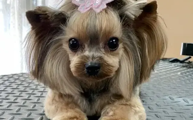 K-9 Design Grooming Salon in Battle Creek, MI