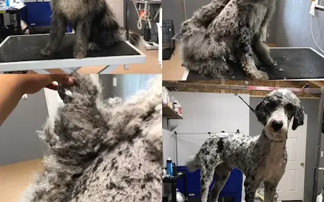 Murphy’s Grooming Place in Carthage, NC