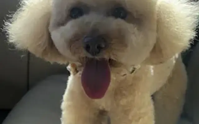 Cutie Pet Grooming in City of Industry, CA