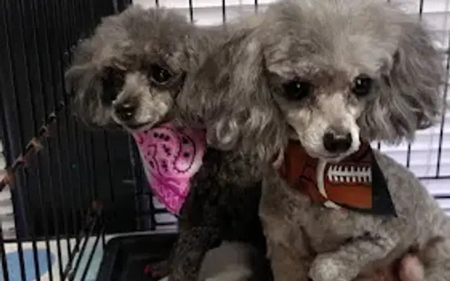 Gina's GROOMING in Henderson, TX