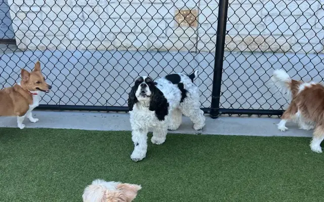 PetSuites Missouri City in Missouri City, TX