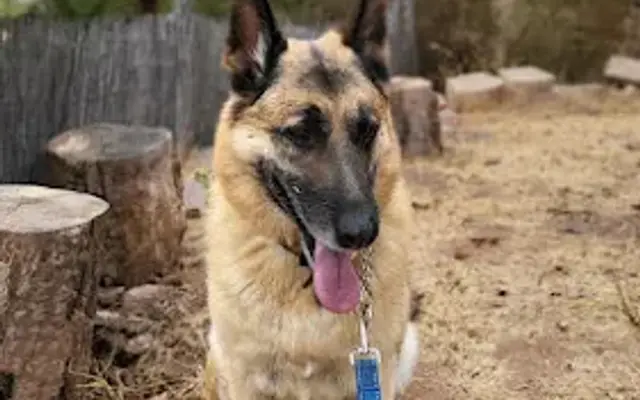 Topanga Pet Resort in Topanga, CA