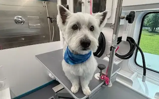 Surfs Pup Mobile Pawlor in Wilmington, NC