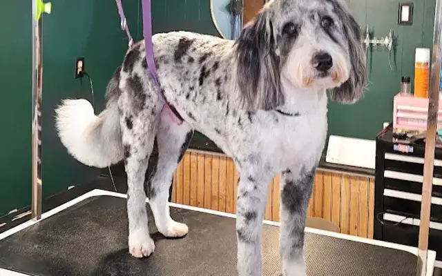Bellevue Grooming Co. in Bellevue, NE
