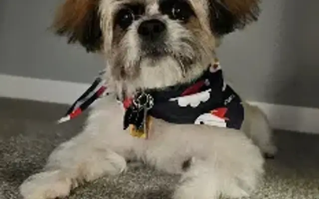ZenPaws LLC in North Kingstown, RI
