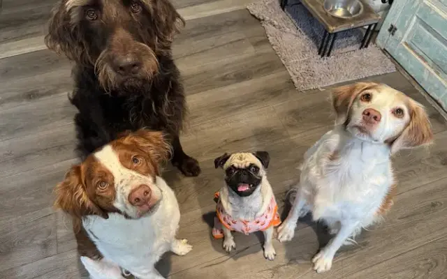 Littlest Pet Spa in Boyne City, MI