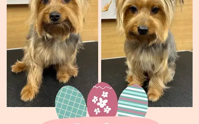 PawFect Dog Sitting and Grooming in Fort Myers, FL