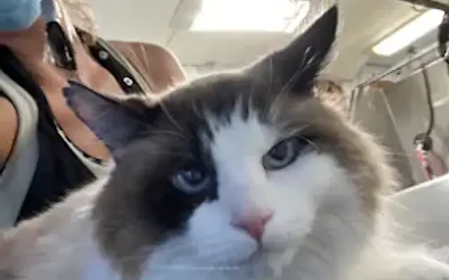 Yellowstone Mobile Cat Grooming in St. Petersburg, FL