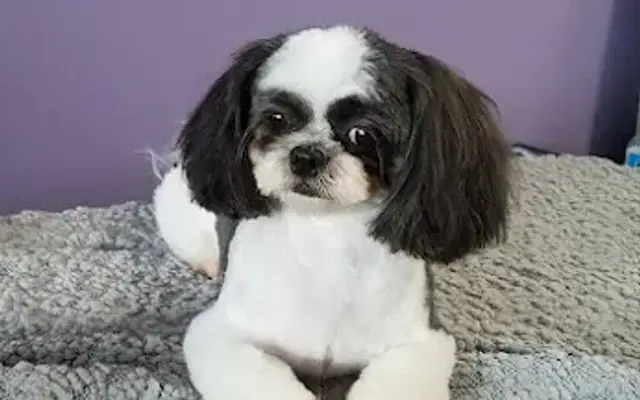 The Sarasota Dog Salon in Sarasota, FL