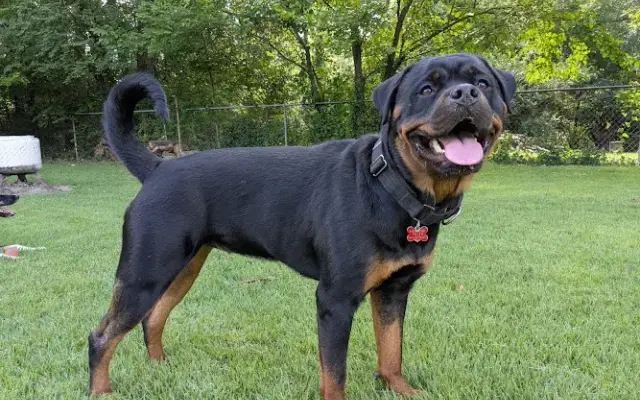 Victoria’s K9 Clips LLC. in Cincinnati, OH