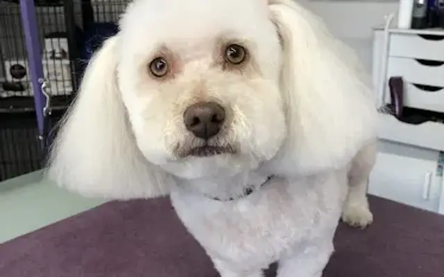 Grooming At Tiffani's in Molalla, OR