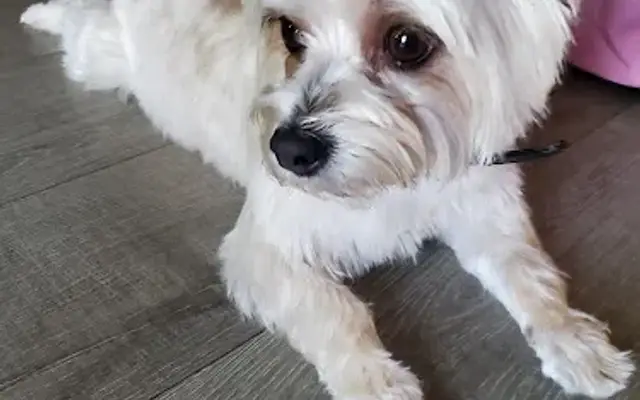 Proud Pets Boutique and Grooming in Valley Village, CA
