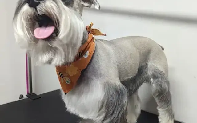 Cuchitos Dog Grooming in Dacula, GA