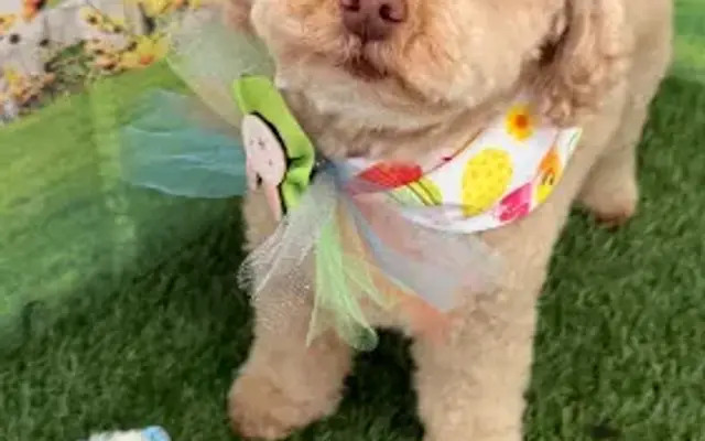 Buzzy Bees Pet Spa in Sartell, MN