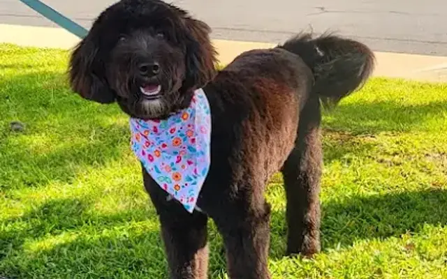 Le Pooche Pet Spa in San Diego, CA