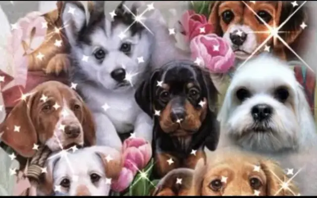 Paws-itively Purr-fect Pet Salon LLC in Buckeye, AZ