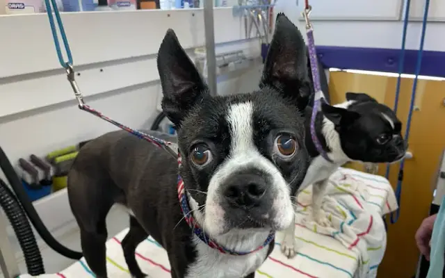 All Around Town Mobile Pet Spa in Remington, VA