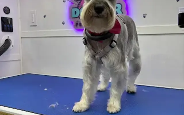 Dollar Pet Grooming in Miami, FL