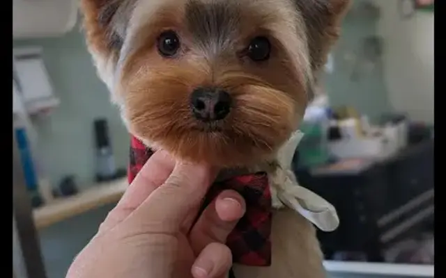 Shire Kennel in Tiburon, CA