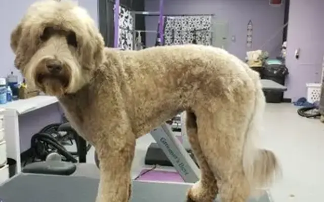 Holistic Grooms by K9 Couture in Kennett Square, PA