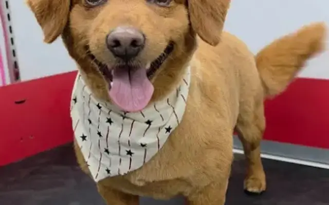 Bubbly Pawz, LLC in Osceola, IN
