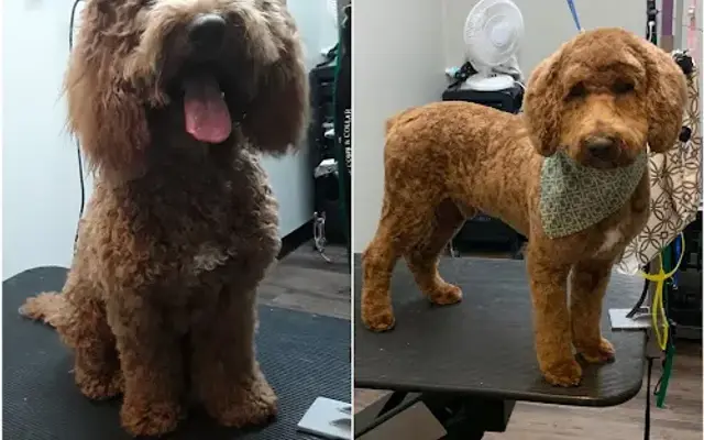 The Comb & Collar Canine Spa and Salon in Wilmington, NC