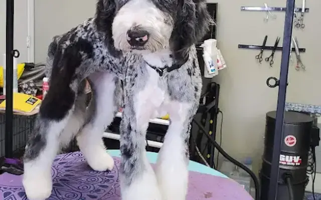 Kim's Dog Grooming in Cedar Point, NC