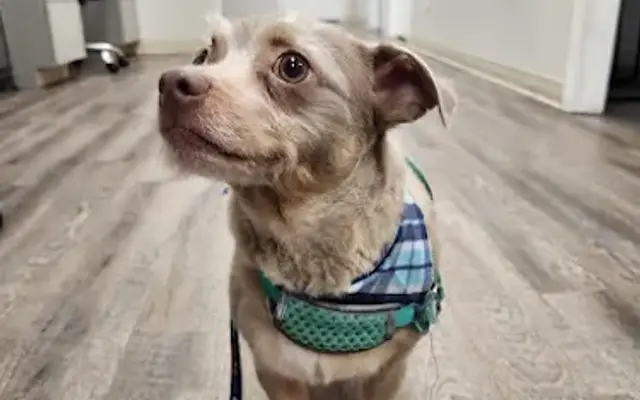 Naomi’s Dog Spa in Orange Park, FL