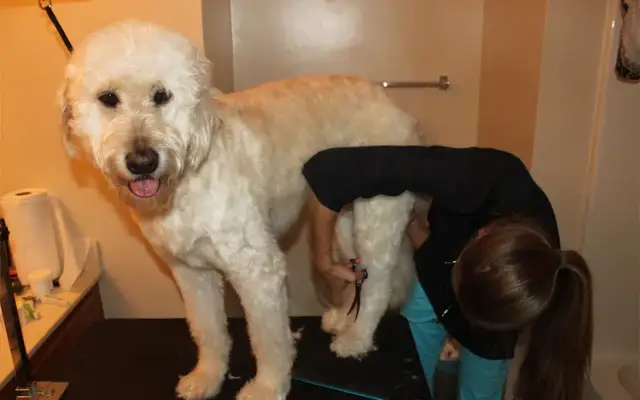 Coastal Paw Spa in Loris, SC
