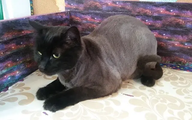 Supurr Cats in Vancouver, WA