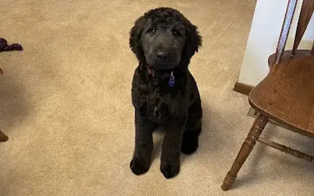 Classic Pet Grooming and Boarding in Randolph, MN