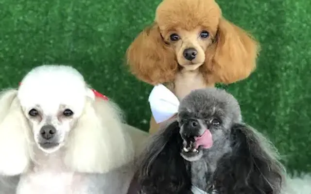 The Tampa Bay Groomer - Mobile Dog Grooming in Tampa, FL