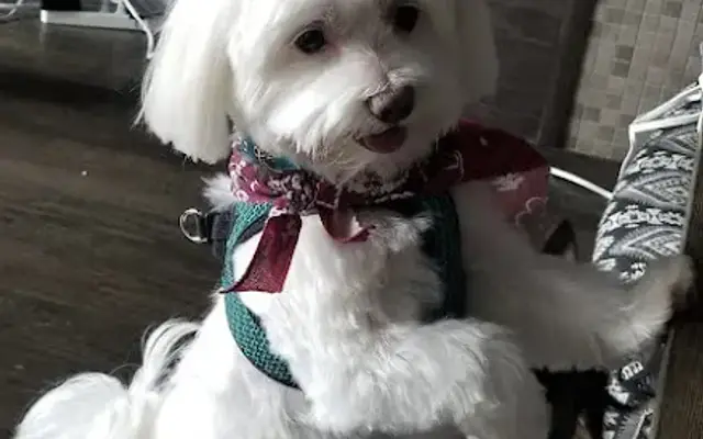 Bella&Bella in Euless, TX